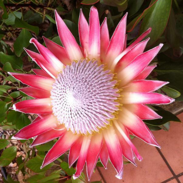 Protea Cottage George Εξωτερικό φωτογραφία
